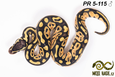 hadi na prodej, mládě, český chov hadů, odchov hadů, mojihadi.cz, Python regius, ballpython, krajta královská, Pastel, het Hypo